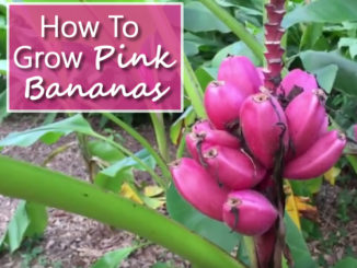 How To Grow Pink Banana Plant