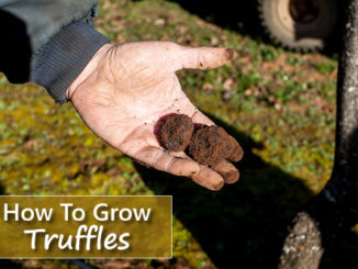 How To Grow Truffles