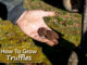 How To Grow Truffles