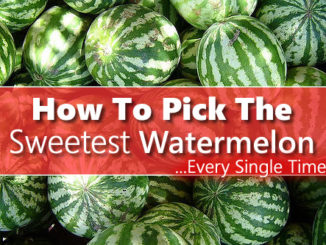 How To Pick The Sweetest Watermelon