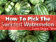 How To Pick The Sweetest Watermelon