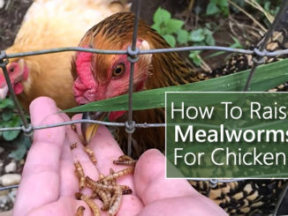 How To Raise Mealworms For Chickens
