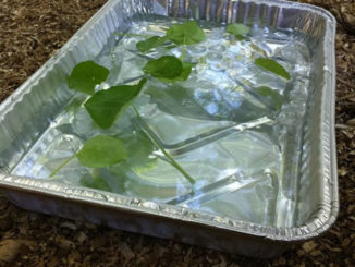 DIY Chicken Spa Treatment
