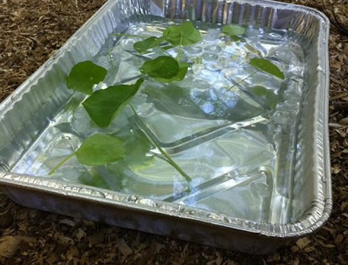 DIY Chicken Spa Treatment