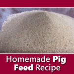 Homemade Pig Feed Recipe