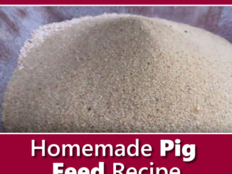 Homemade Pig Feed Recipe