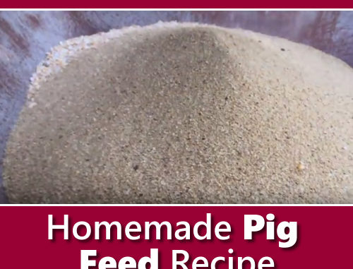 homemade-pig-feed-recipe Homemade Pig Feed Recipe