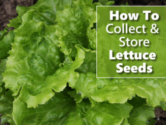 How To Collect & Store Lettuce Seeds