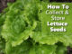 How To Collect & Store Lettuce Seeds