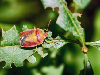 How To Get Rid Of Stink Bugs