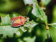 How To Get Rid Of Stink Bugs