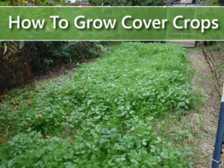 How To Grow Cover Crops