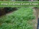 How To Grow Cover Crops