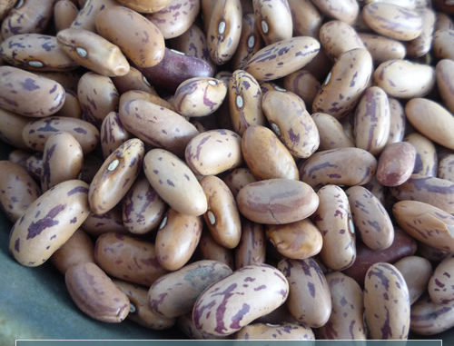 How To Grow Pinto Beans