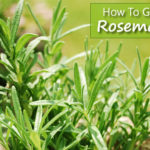 How To Grow Rosemary