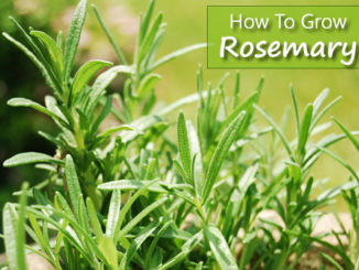 How To Grow Rosemary