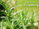 How To Grow Rosemary