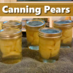 How To Can Pears