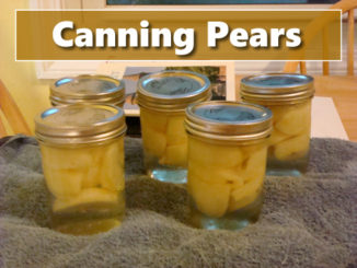 How To Can Pears