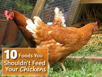 10 Foods You Shouldn't Feed Your Chickens