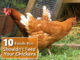 10 Foods You Shouldn't Feed Your Chickens