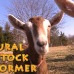 Homemade Natural Livestock Dewormer
