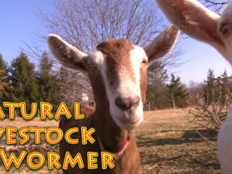 Homemade Natural Livestock Dewormer