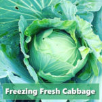 How To Freeze Fresh Cabbage Heads