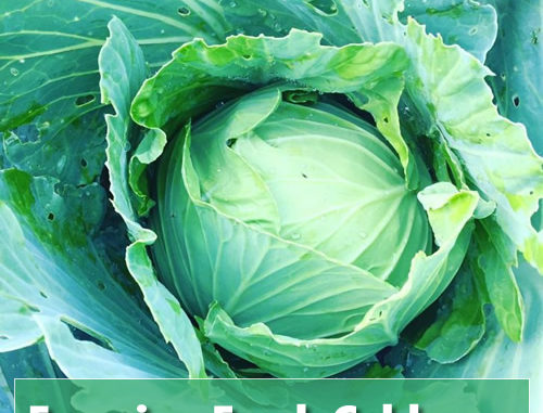 How To Freeze Fresh Cabbage Heads
