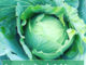 How To Freeze Fresh Cabbage Heads