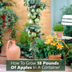 How To Grow 18 Pounds Of Apples In A Container