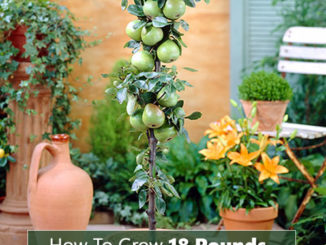 How To Grow 18 Pounds Of Apples In A Container