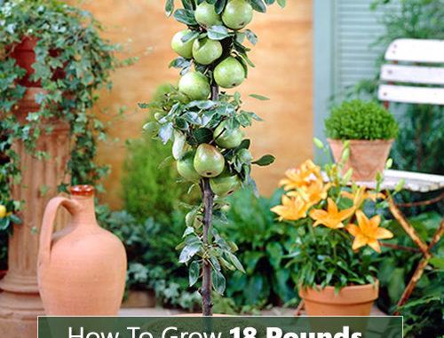 How To Grow 18 Pounds Of Apples In A Container