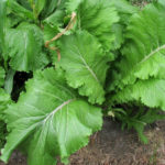 How To Grow Holland Greens