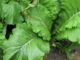 How To Grow Holland Greens