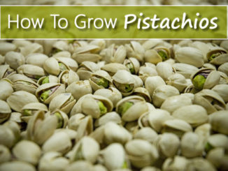 How To Grow Pistachios