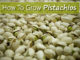 How To Grow Pistachios