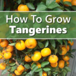 How To Grow Tangerines