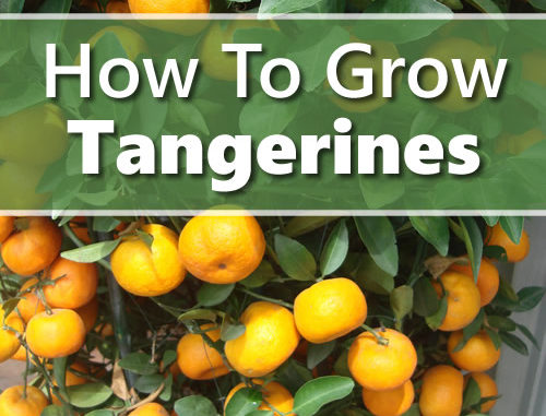 How To Grow Tangerines