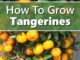 How To Grow Tangerines