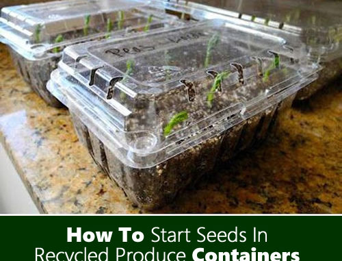 How To Start Seeds in Produce Containers