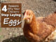 4 Reasons Why Your Chickens Stop Laying Eggs