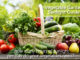 Vegetable Garden Sunlight Chart