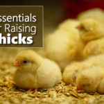 5 Essentials For Raising Chicks