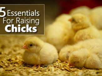 5 Essentials For Raising Chicks