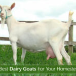 5 Best Dairy Goats Breeds For Your Homestead