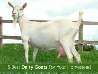 5 Best Dairy Goats Breeds For Your Homestead