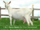 5 Best Dairy Goats Breeds For Your Homestead