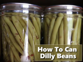 Canning Dilly Beans