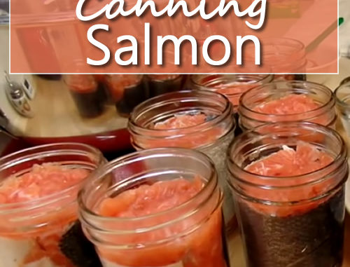 Canning Salmon